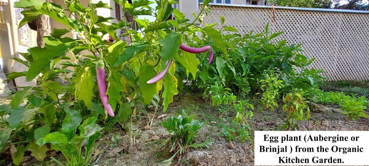 Ikraam Inn Bed & Breakfast Σριναγκάρ Εξωτερικό φωτογραφία